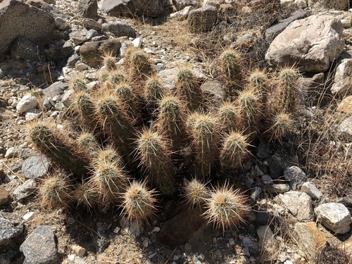 iNaturalist observation photo of Echinocereus engelmannii engelmannii