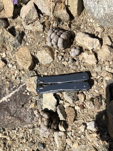 iNaturalist observation photo of Vertebrates