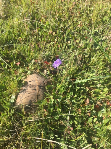 iNaturalist observation photo of blue dicks
