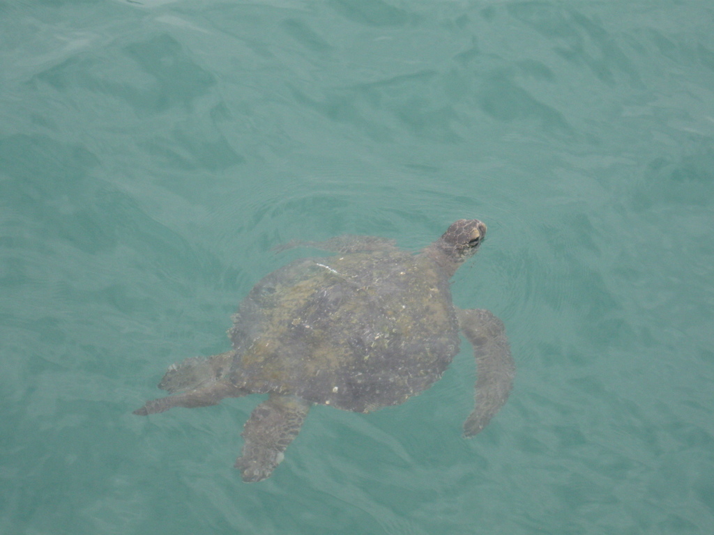 바다거북 in 12월 2014 by Gabriela Guerra · iNaturalist 바다거북 (Chelonia mydas)