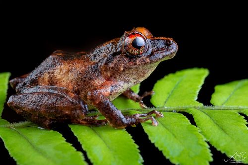Pristimantis roseus thumbnail