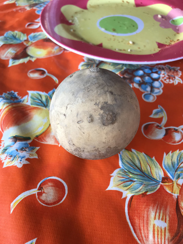 Calabash Tree (Crescentia cujete)
