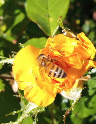 photo of Western Honey Bee (Apis mellifera)