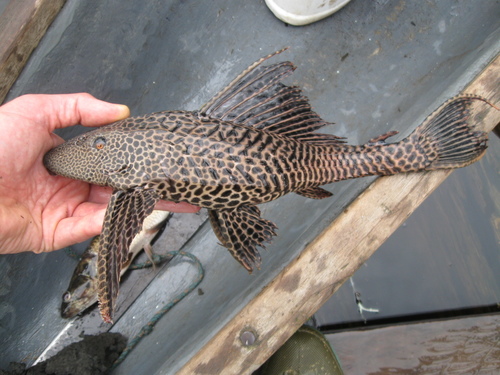Sailfin Catfishes