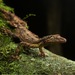 Southern Leaf-tailed Gecko - Photo (c) jasmine_vink, all rights reserved