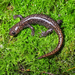 Taiwan Salamander - Photo (c) 曾威 (Wei Tseng), all rights reserved, uploaded by 曾威 (Wei Tseng)