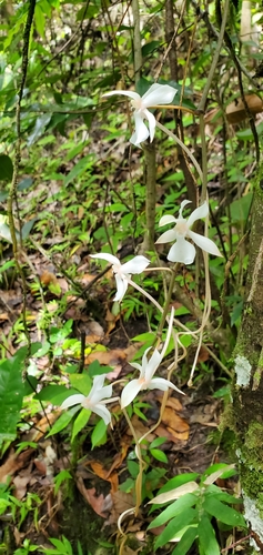 Aerangis kotschyana