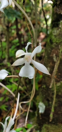 Aerangis kotschyana