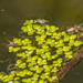 photo of Common Duckweed (Lemna minor)