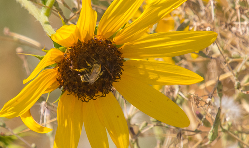 photo of Apine Bees (Apinae)
