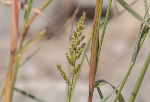 photo of Jungle Rice (Echinochloa colona)