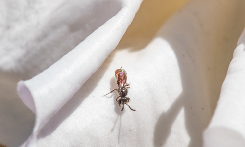 photo of White-lipped Blood Bee (Sphecodes albilabris)