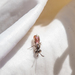 photo of White-lipped Blood Bee (Sphecodes albilabris)
