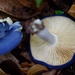Entoloma burkilliae - Photo (c) Yan Zhang, all rights reserved, uploaded by Yan Zhang
