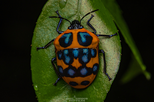 Poecilocoris druraei (Linnaeus, 1771)