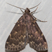 Glossy Black Idia Moth - Photo (c) Joshua Lincoln, all rights reserved, uploaded by Joshua Lincoln