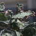 photo of Cochineal Nopal Cactus (Opuntia cochenillifera)
