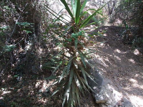 photo of Yuccas (Yucca)