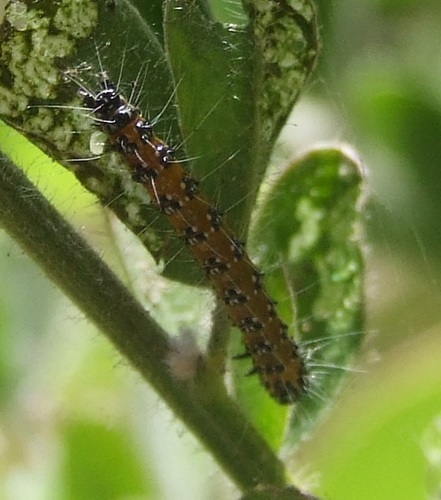 photo of Genista Broom Moth (Uresiphita reversalis)