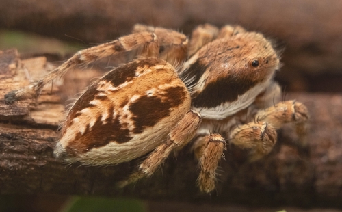 Langona tigrina