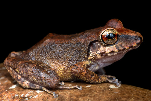 Rio Uaupes Robber Frog