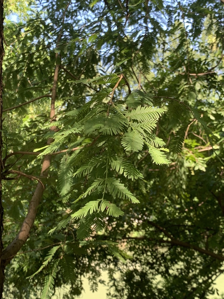 dawn redwood in July 2021 by 石文捷 · iNaturalist