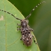 White-shouldered Longicorn Beetle - Photo (c) WonGun Kim, all rights reserved, uploaded by WonGun Kim