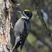 Black-backed Woodpecker - Photo (c) sapsbks, all rights reserved, uploaded by Don Clark