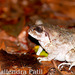 Mangalore Burrowing Frog - Photo (c) Shailendra patil, all rights reserved, uploaded by Shailendra patil