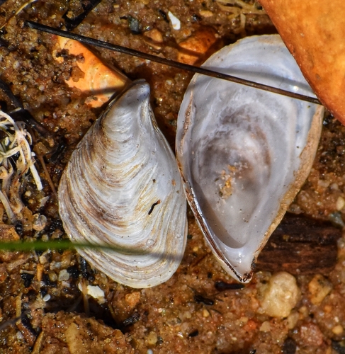 Quagga Mussel
