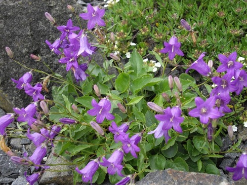 Autran's Campanula (Campanula autraniana)