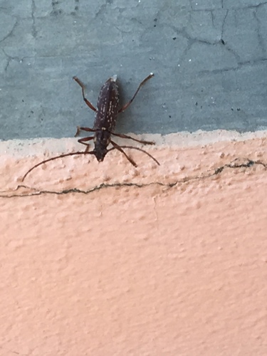 Trichophoroides niveus