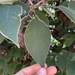 photo of Paper Mulberry (Broussonetia papyrifera)