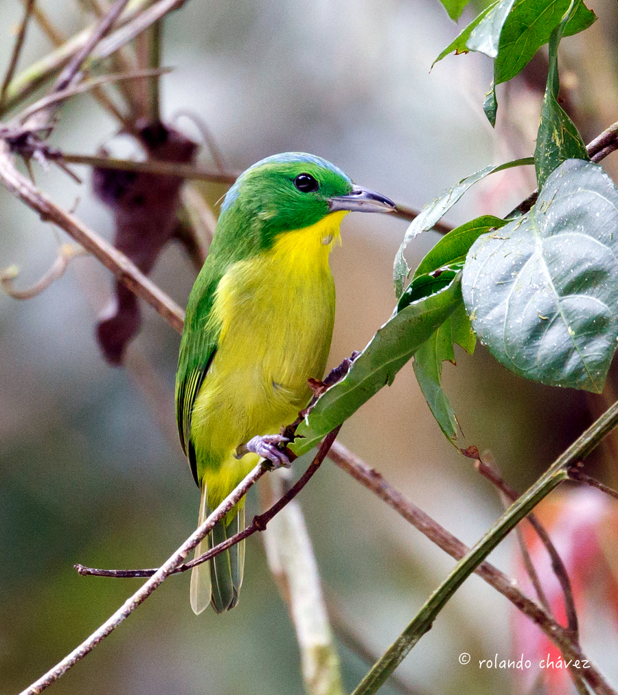 Green Shrike-Vireo photo
