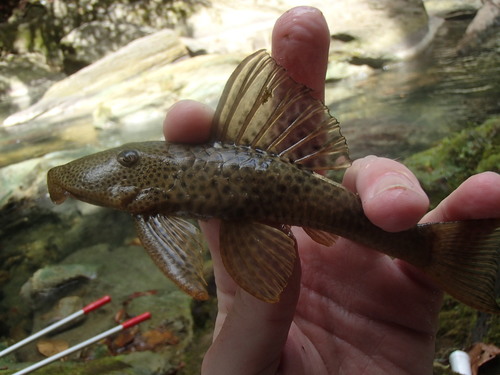 Typical Plecos