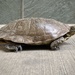 photo of Western Pond Turtle (Actinemys marmorata)