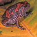Sri Lankan Bullfrog - Photo (c) Paul Freed, all rights reserved, uploaded by Paul Freed