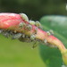 Green Apple Aphid - Photo (c) mle, all rights reserved, uploaded by mle