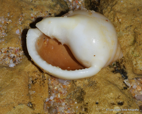 Semicassis saburon