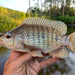 Oreochromis - Photo (c) species_spotlight, todos os direitos reservados, enviado por species_spotlight