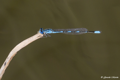 Baja Bluet