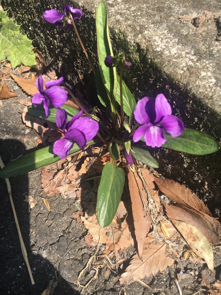 Manchurian violet (Viola mandshurica) · iNaturalist