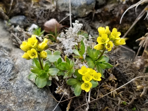 Cayouette's Draba (Draba cayouettei)