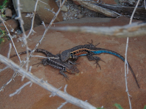 Pygmy Spiny Lizard