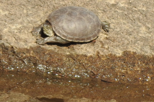 Durango Mud Turtle
