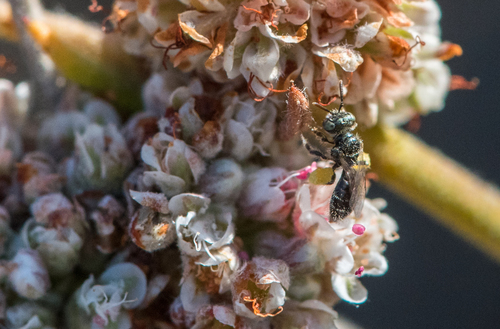 photo of Fairy Bees (Perdita)