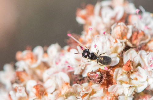 photo of Carpenter Bees (Xylocopinae)