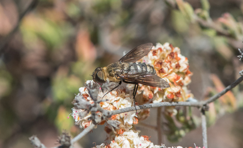 photo of Bee Flies (Bombyliidae)