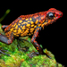 La Brea Poison Frog - Photo (c) Andrés Mauricio Forero Cano, all rights reserved, uploaded by Andrés Mauricio Forero Cano