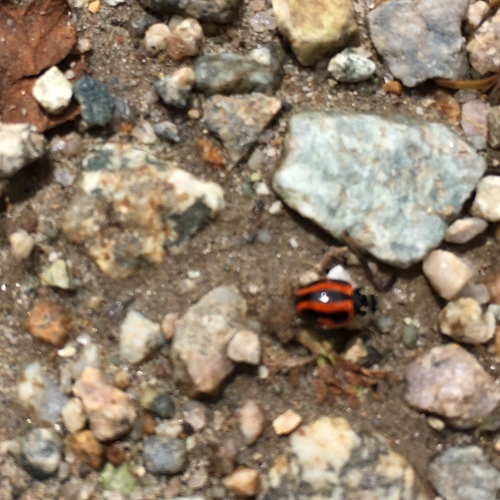 Cycloneda vandenbergae · iNaturalist